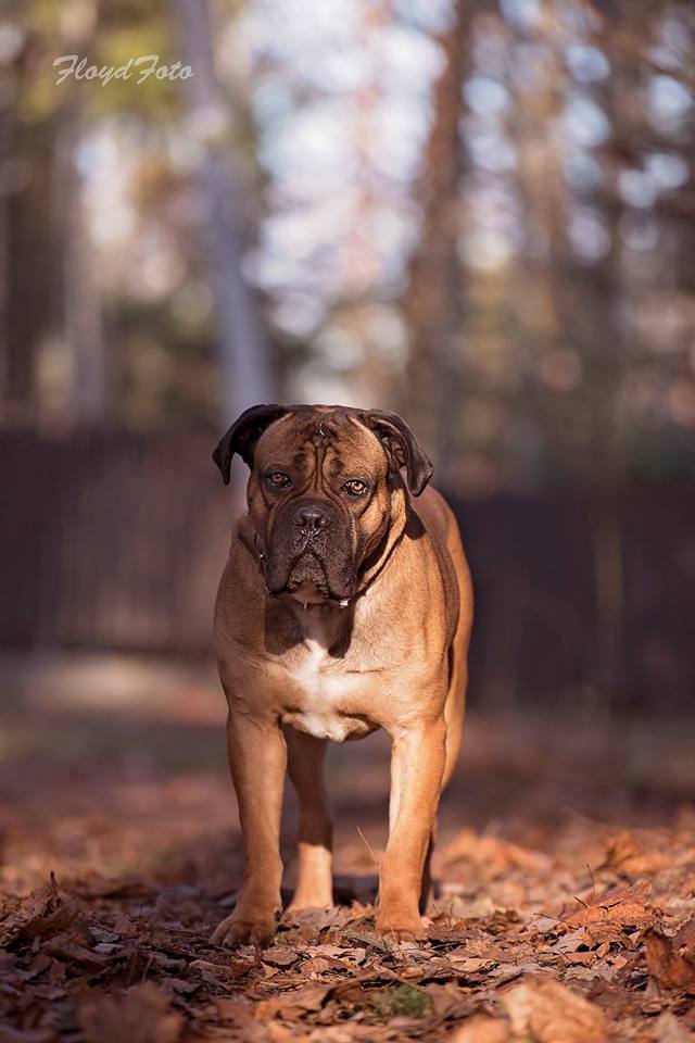 Ajax Cane Corso nadal szuka swojego miejsca na ziemii