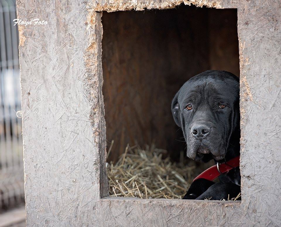 Aron Cane Corso - ma swój wymarzony dom!!!!