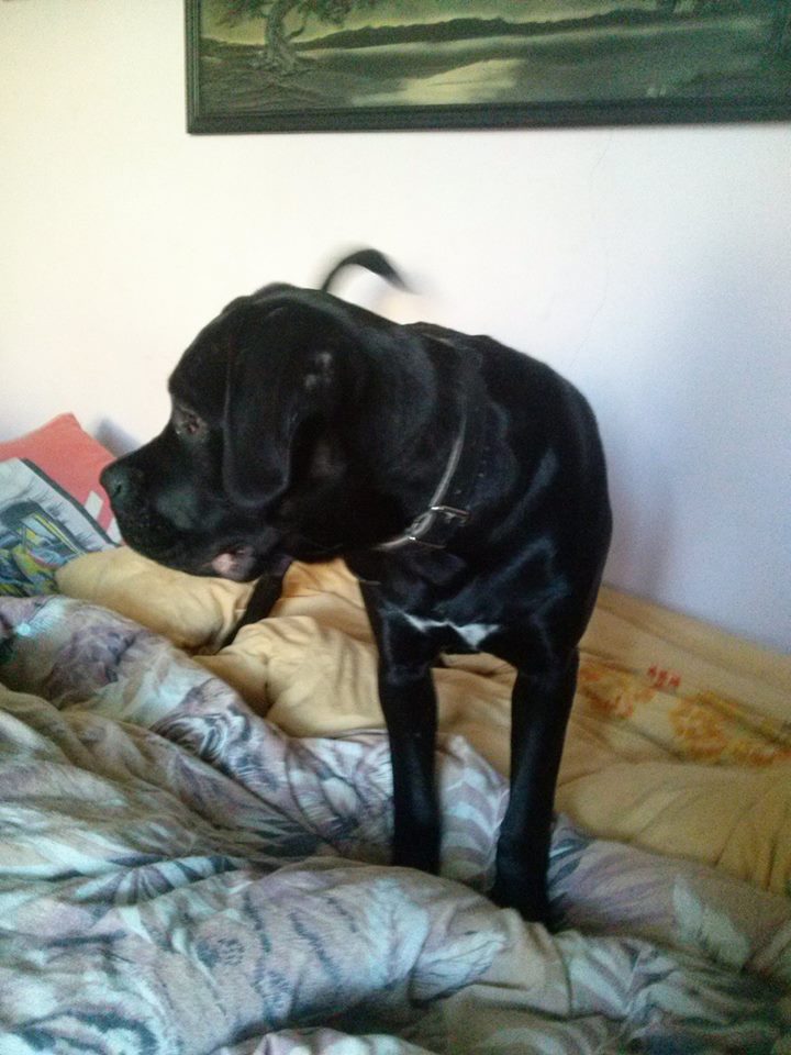 Daisy Cane Corso - adopcja wycofana