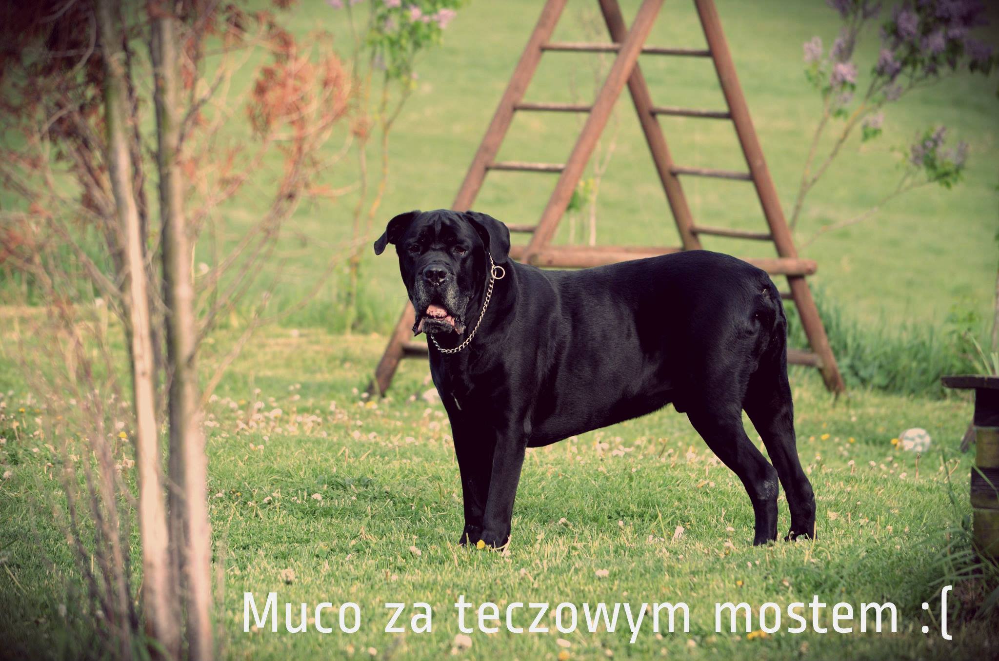Mucco za tęczowym mostem