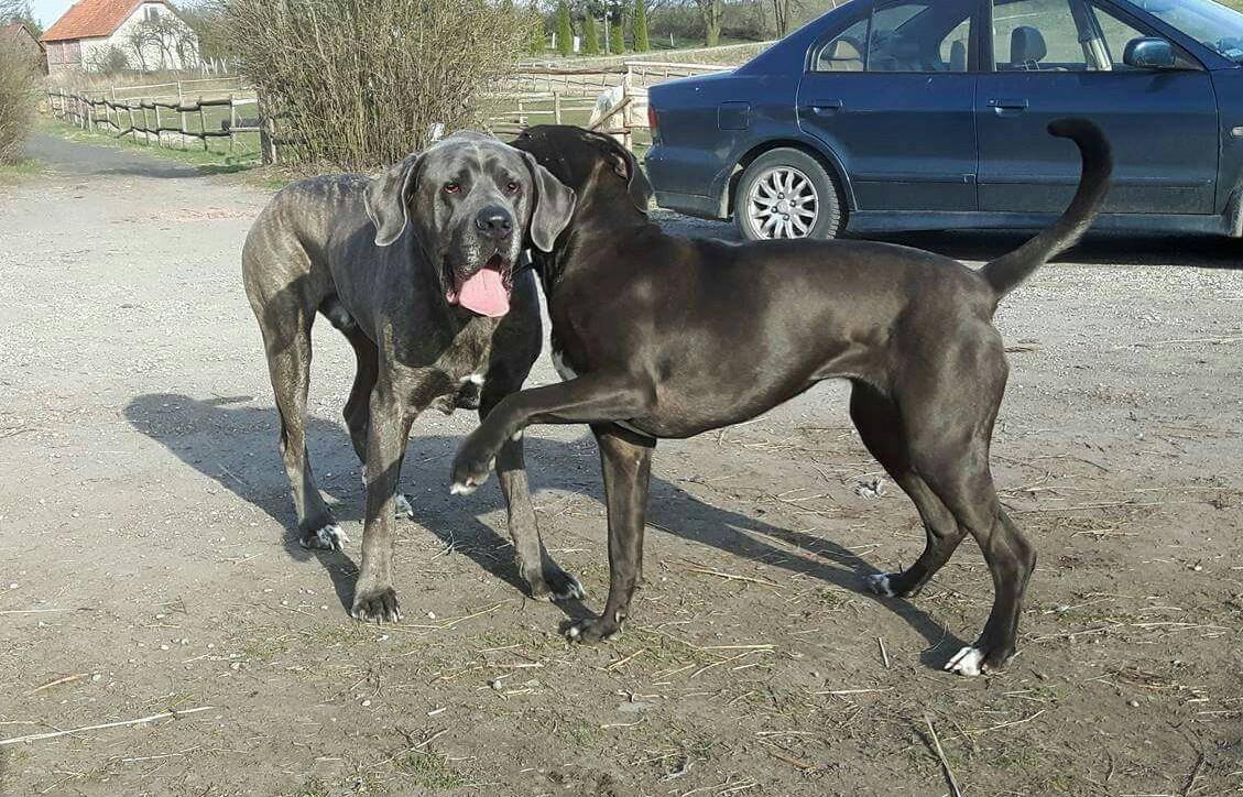 Bacuś / wirtualna adopcja