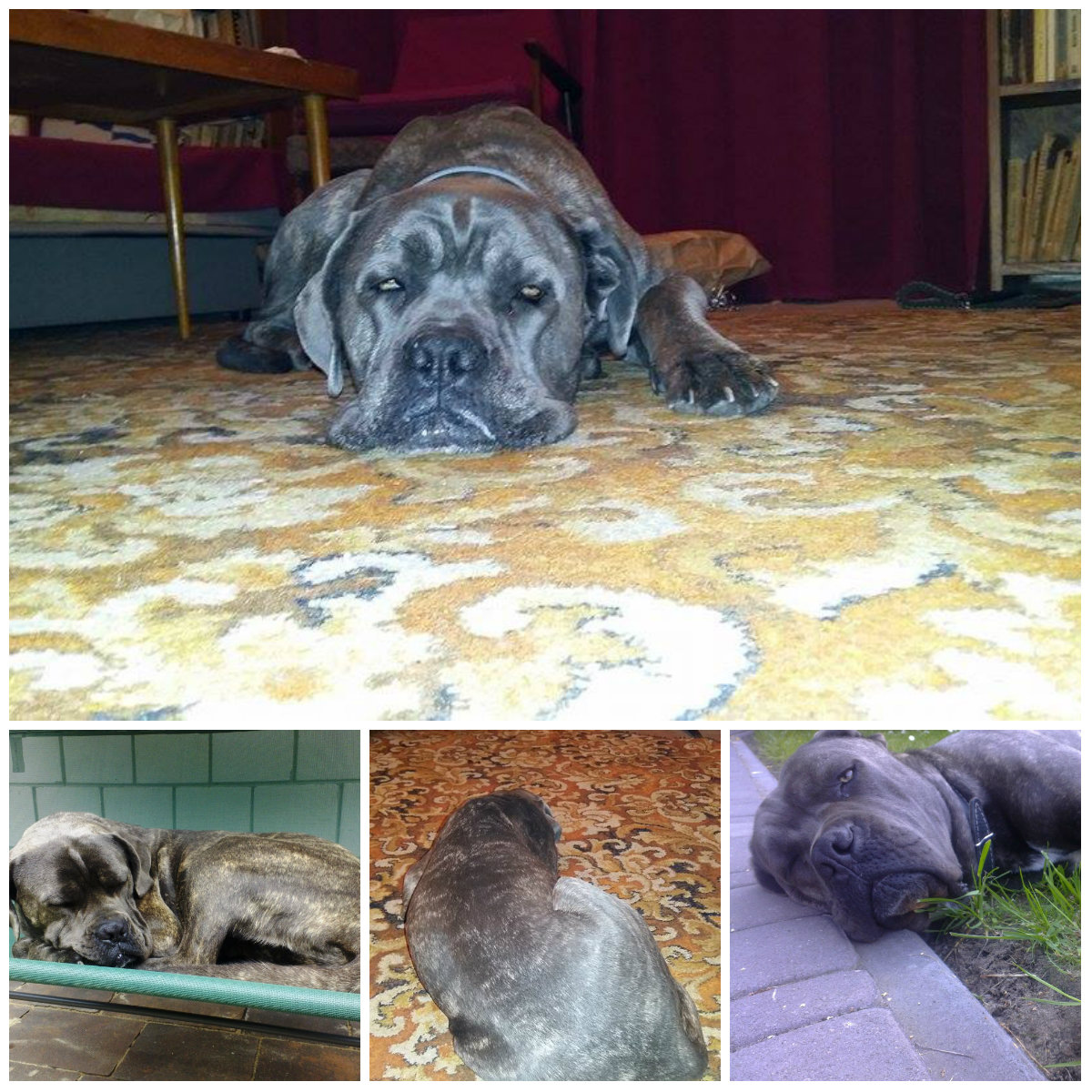 Ayra do adopcji