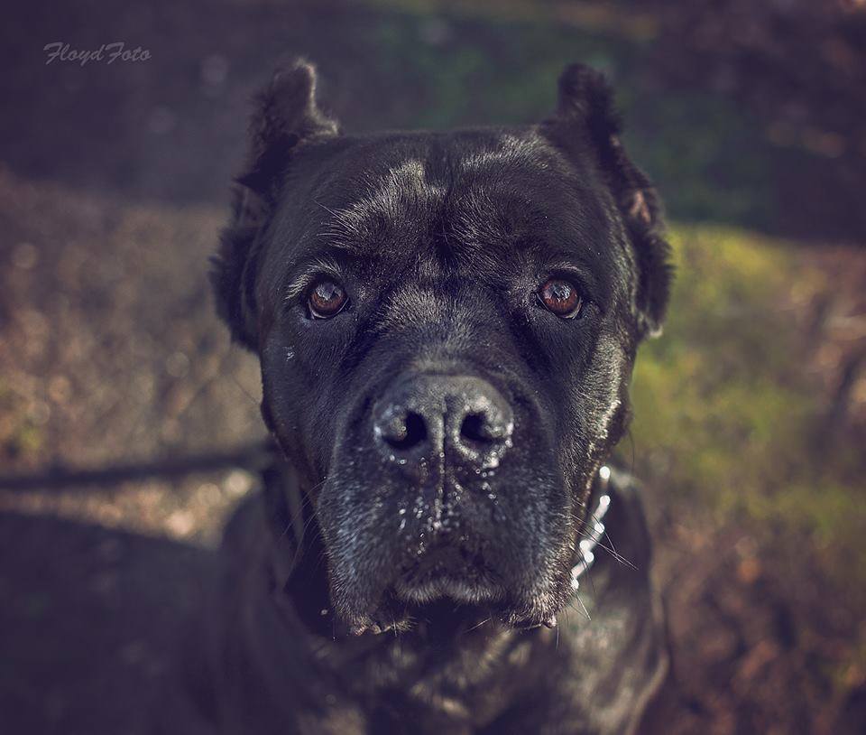 Mara Cane Corso adoptowana