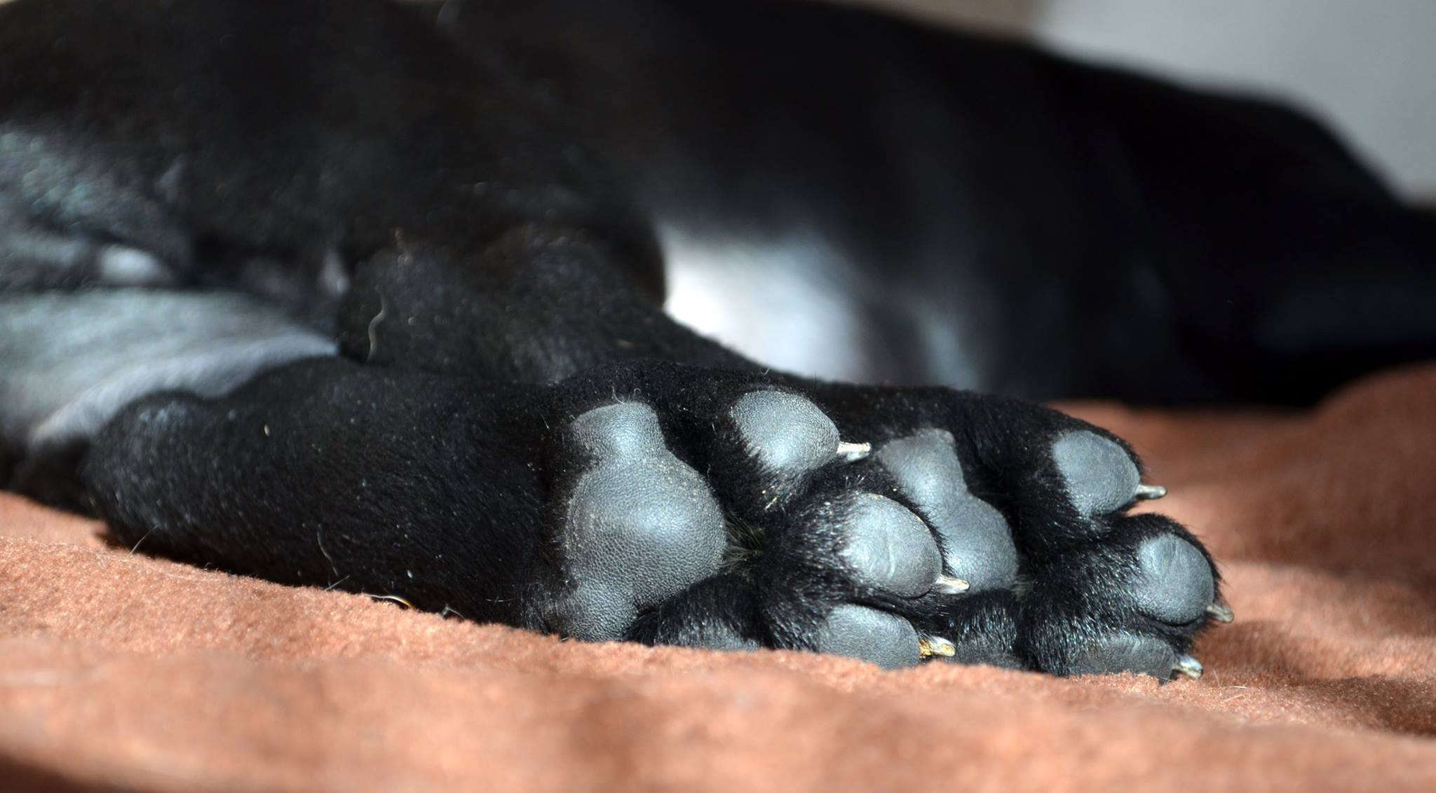 co nowego u Maciejki Cane Corso?