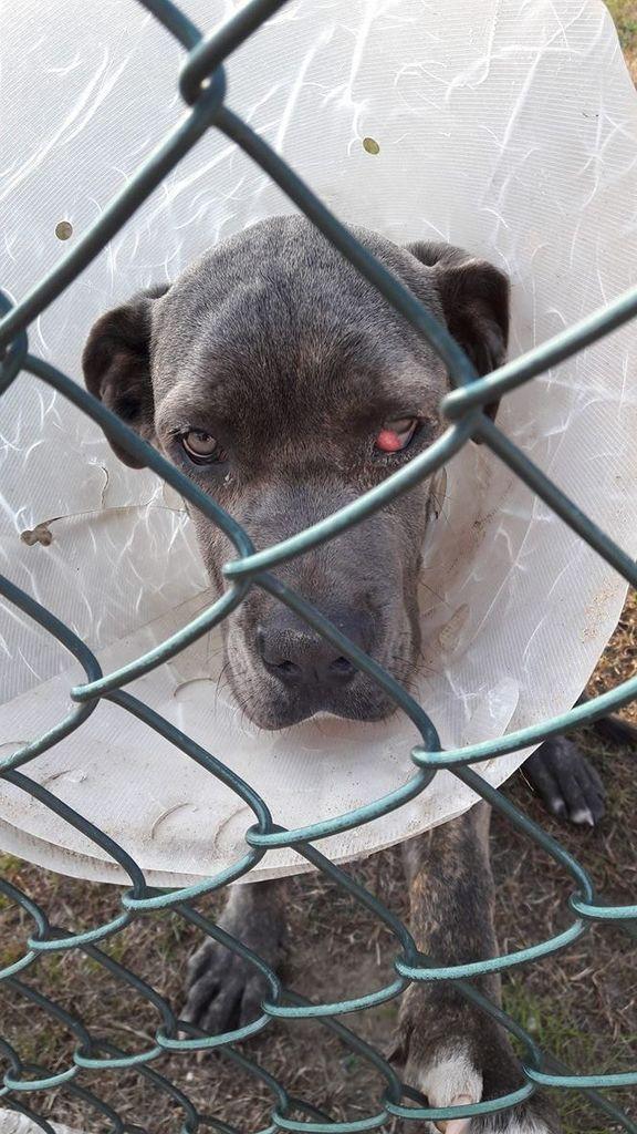Samotne szczenię Cane Corso