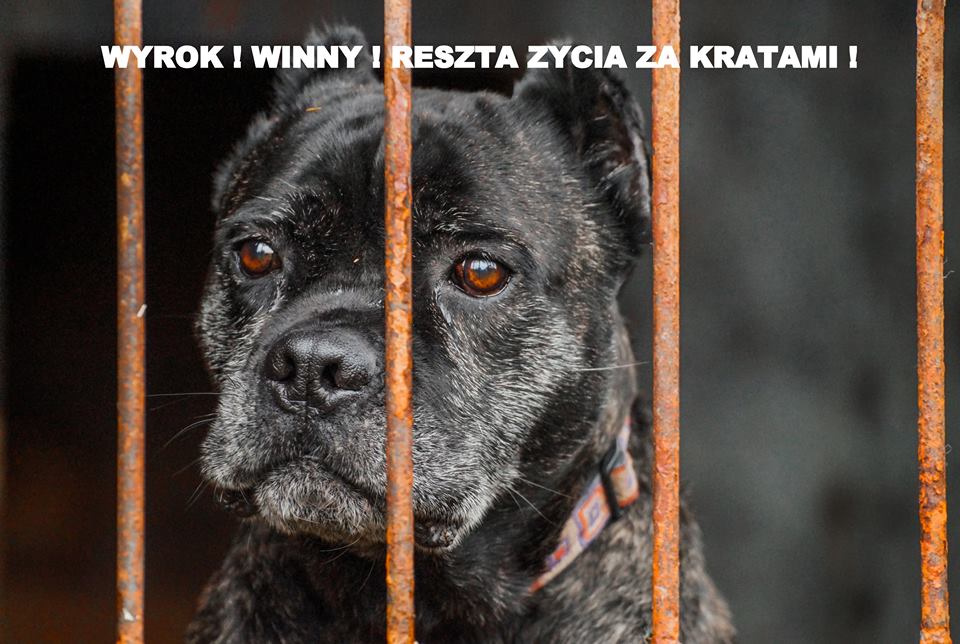 Boston nadal czeka na swojego Człowieka :( Nie traci nadziei 