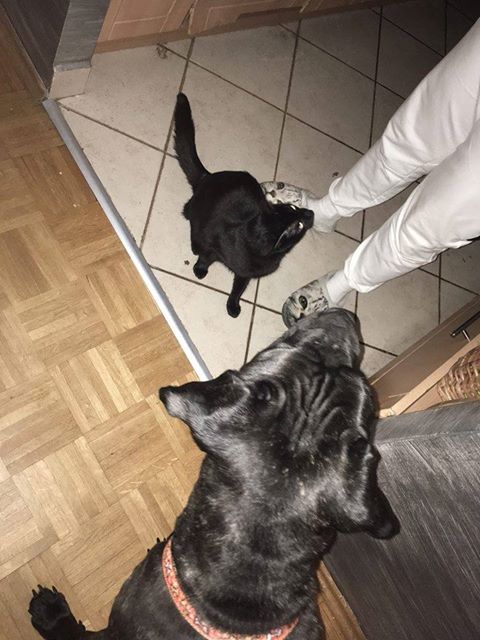 Holly w dniu 09.05.2017 Przeprowadziła się do swego Człowieka i została oficjalnie mieszkanką Warszawy <3
