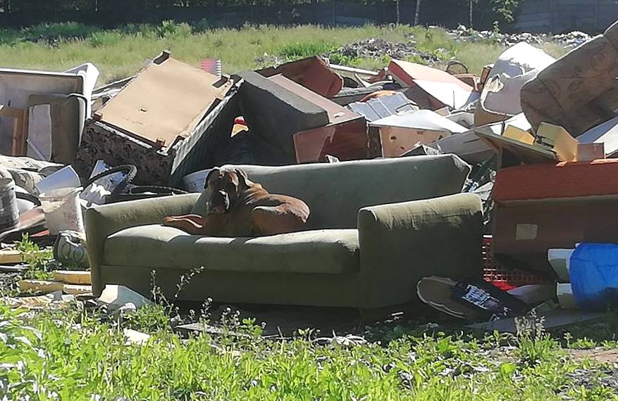 Sparta PORZUCONA sunia na wysypisku śmieci. Walczymy z bebeszjozą. Trzymajcie kciuki!!!