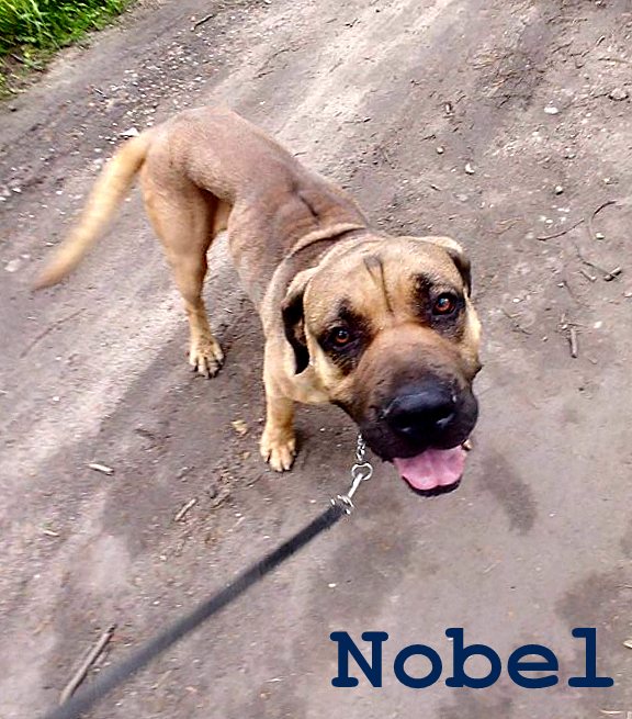Nobel- "nowy" cudowny na pokładzie Fundacji CCRP 