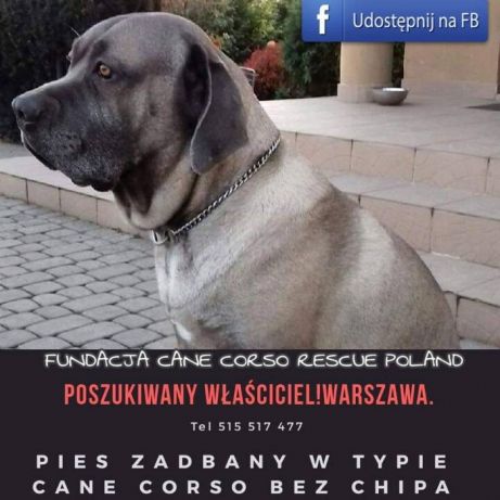 WARSZAWA I OKOLICE Znaleziono psa w typie cane corso !! Kto rozpoznaje psa ? 