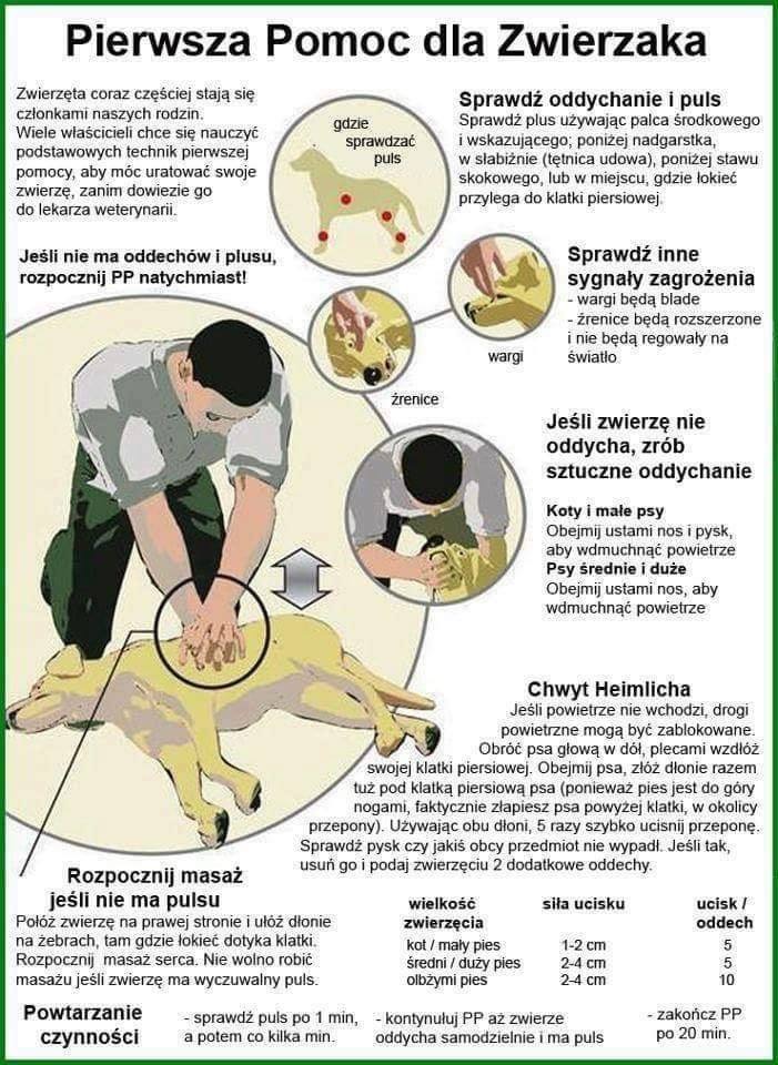 Jak pomóc psu - czyli pierwsza pomoc 