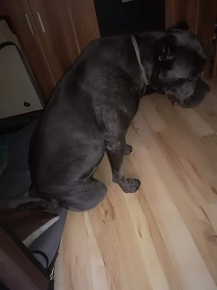 Ciociu Ingo ? bardzo Ci dziękujemy za pomoc i merdamy ogonkami do Ciebie ❤️?❤️