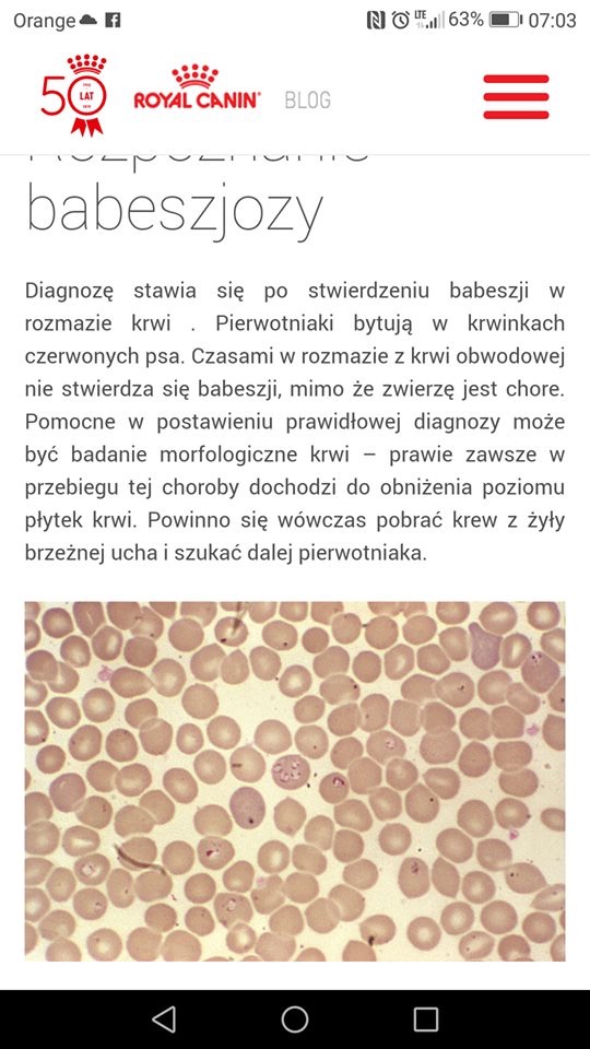 Kleszcze cd - uważajcie na psiaki ?