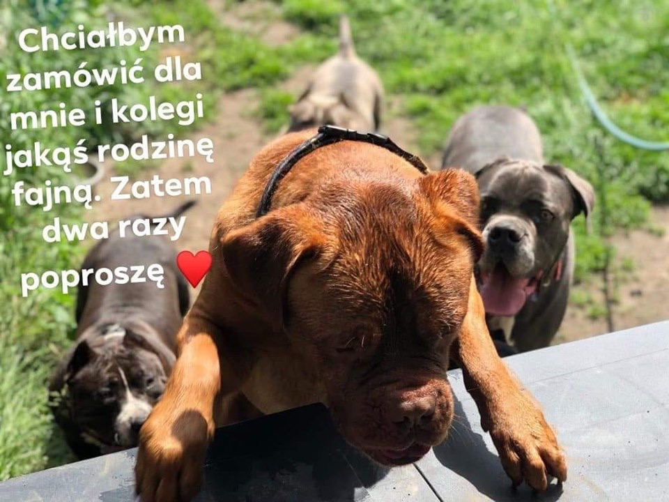 Kilka razy rodzina na „ wynos „ plisss ?- szef bandy Joanny  ?