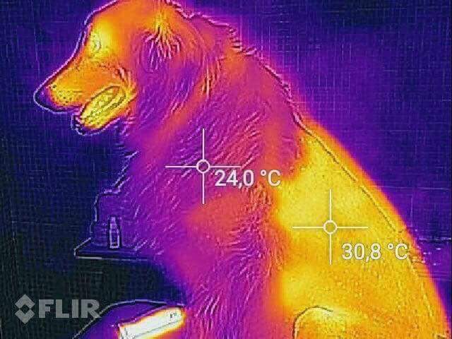 Sierść psa a temperatura otoczenia ☀️