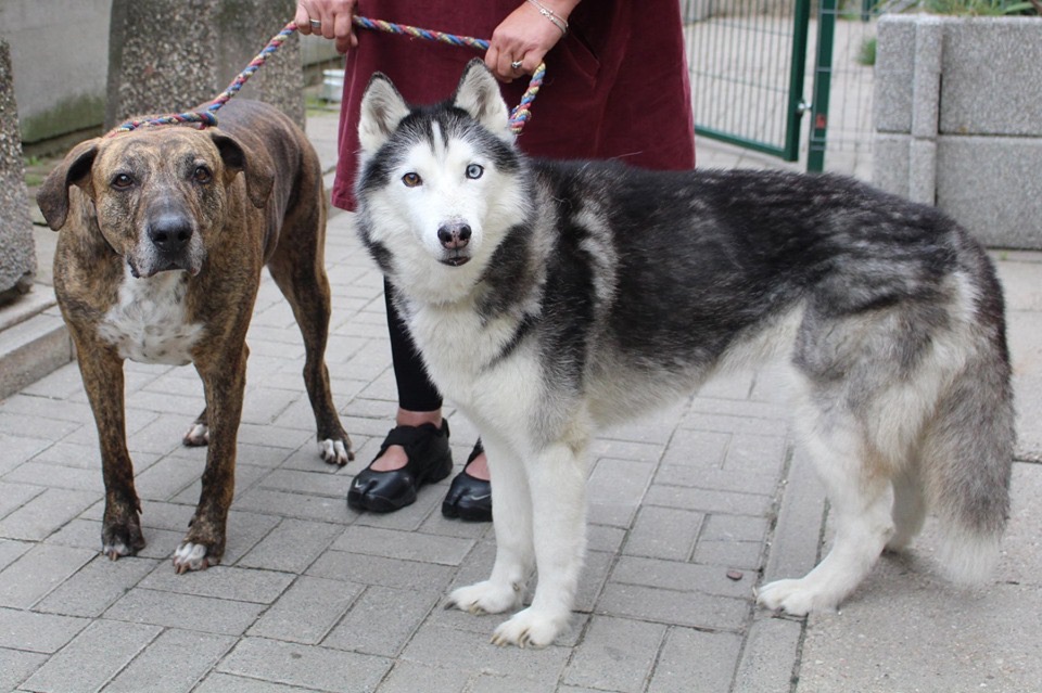 Kto ich pokocha ? Pamiętacie naszych podopiecznych ( Luksor i Moli ) ? Ta para też pragnie znaleźć dom ❤️
