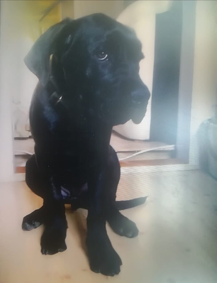 Tak szczylek do adopcji ?