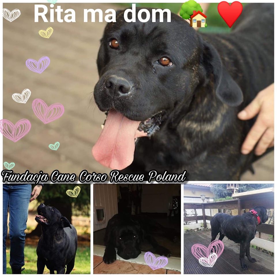 Oj dzieje się przed świetami ?- Rita w nowym domku 