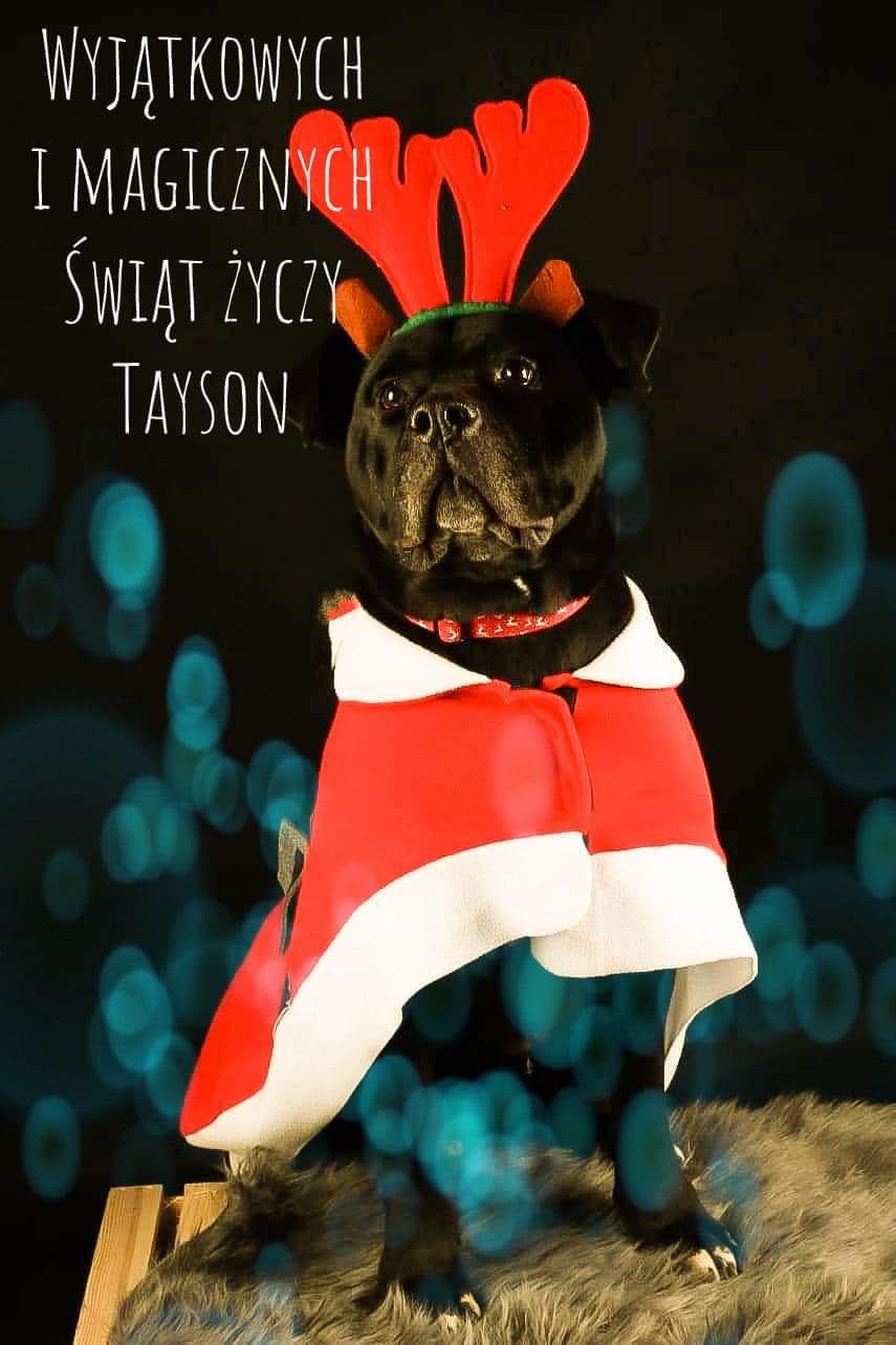 On jeden czeka już 2 LATA !?TYSON ... cudowny pies 