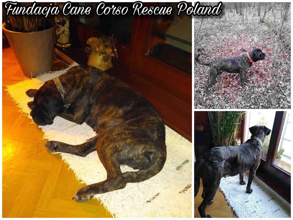 Kiara zwana Kamą zamieszkała na Śląsku ?