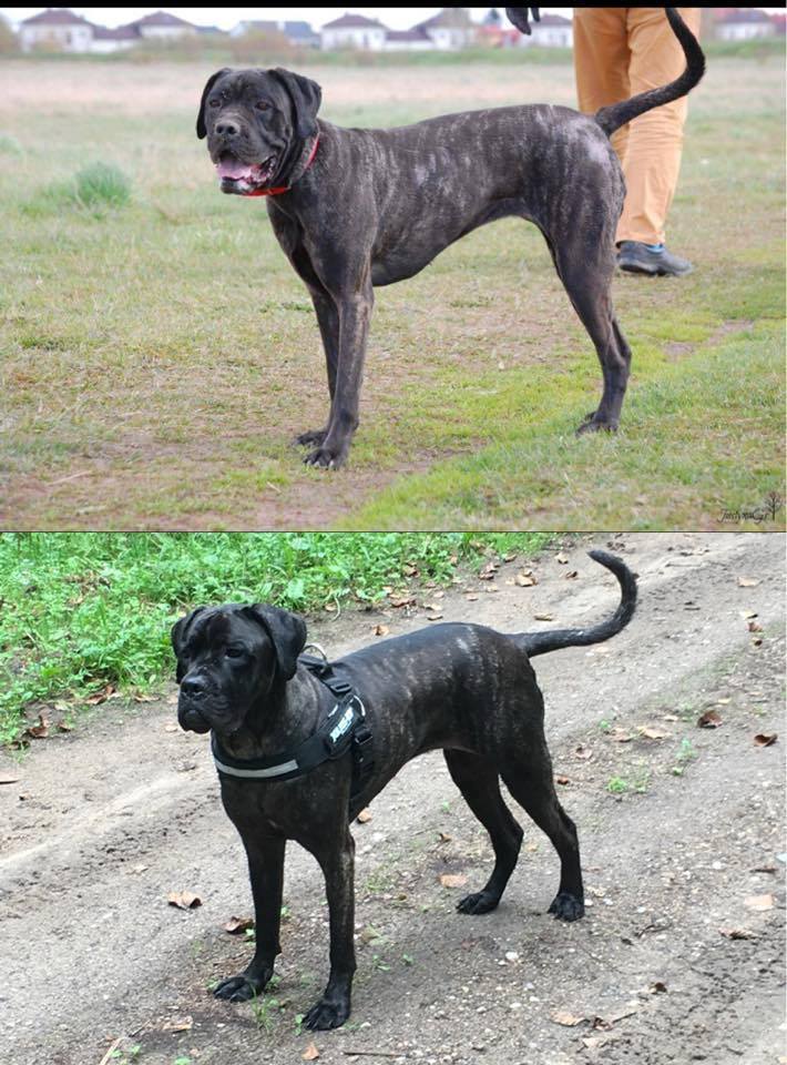 HOLLY - Na górze zdjęcie jak przyjechała do nas, dolne zdjęcie już po adopcji w nowym domku :)