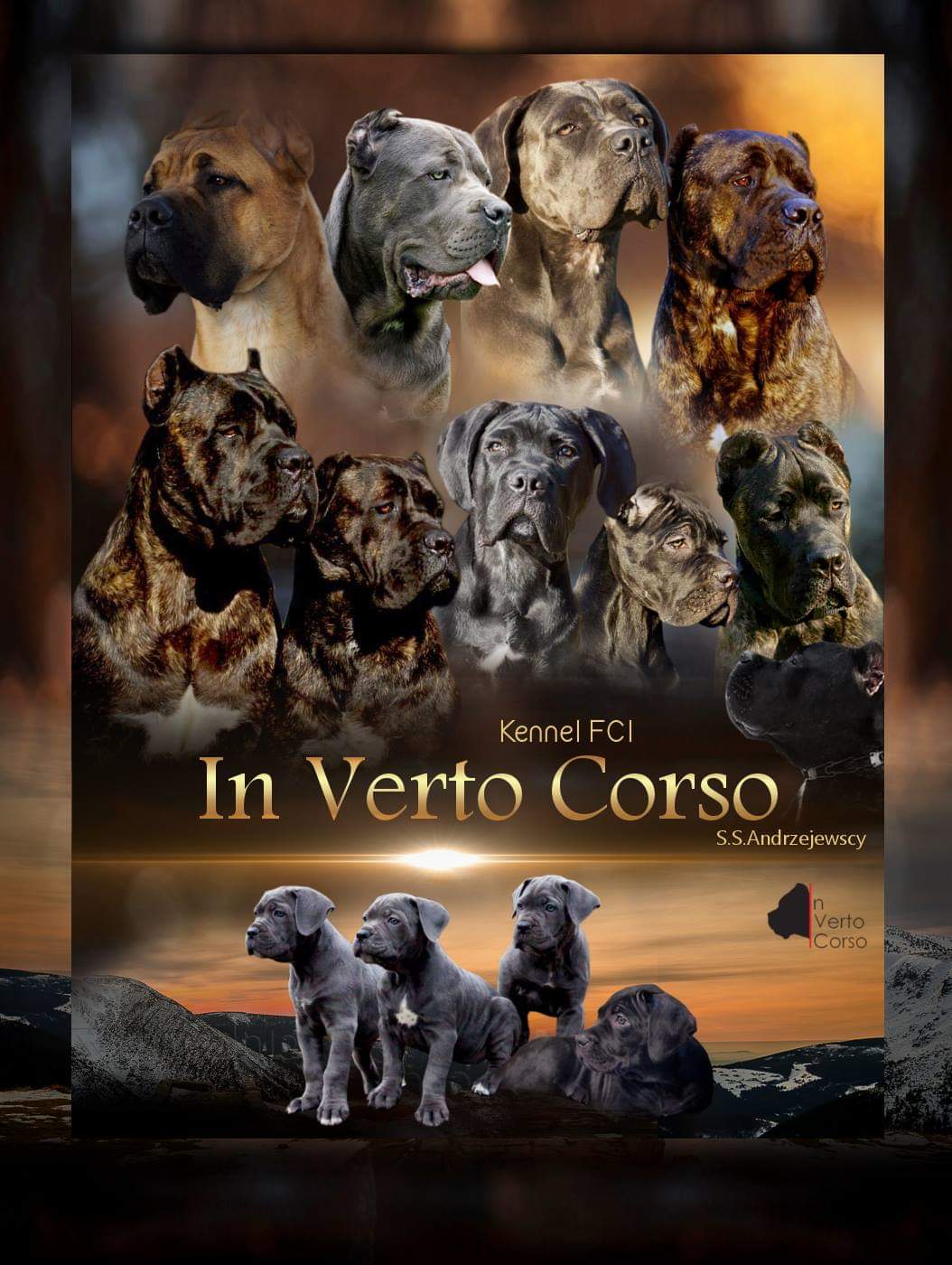 In Verto Corso Kennel Fci Hodowla Psów Rasy Cane