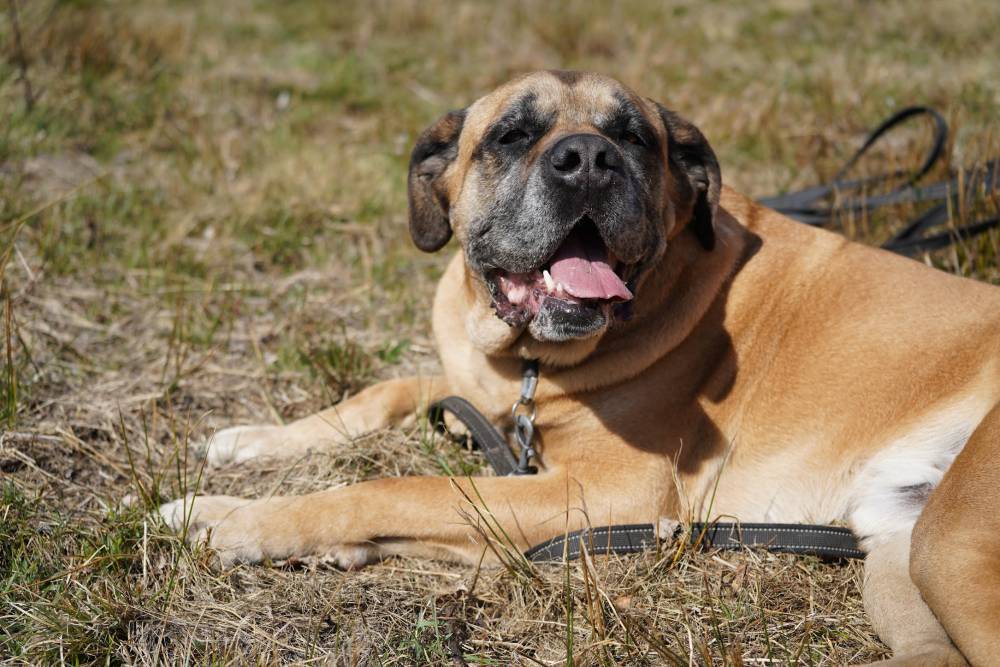 Aleks - adopcja wirtualna w Fundacji Cane Corso Rescue Poland