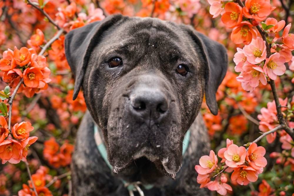 Bohun - hotelik koło Łasku - adopcja wirtualna w Fundacji Cane Corso Rescue Poland