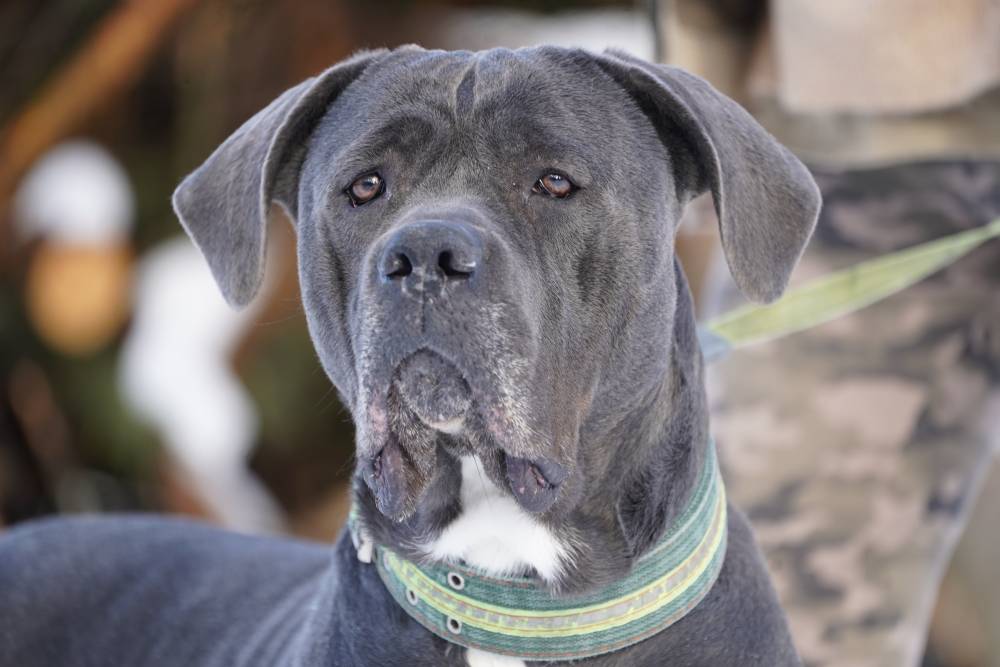 Bellusia - hotel koło Wielbarka - adopcja wirtualna w Fundacji Cane Corso Rescue Poland