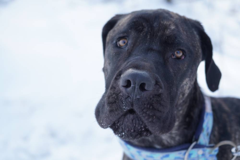 Argoś hotel pod Wielbarkiem. - adopcja wirtualna w Fundacji Cane Corso Rescue Poland
