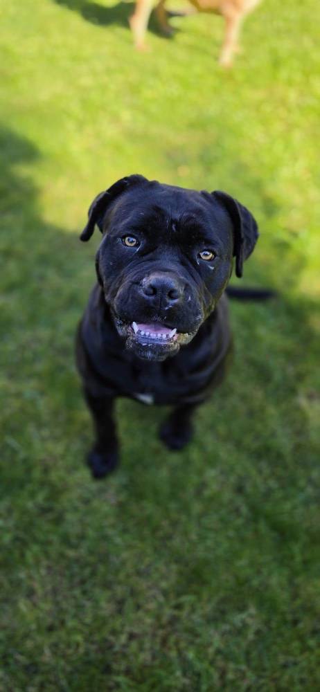 Kalipso - adopcja wirtualna w Fundacji Cane Corso Rescue Poland